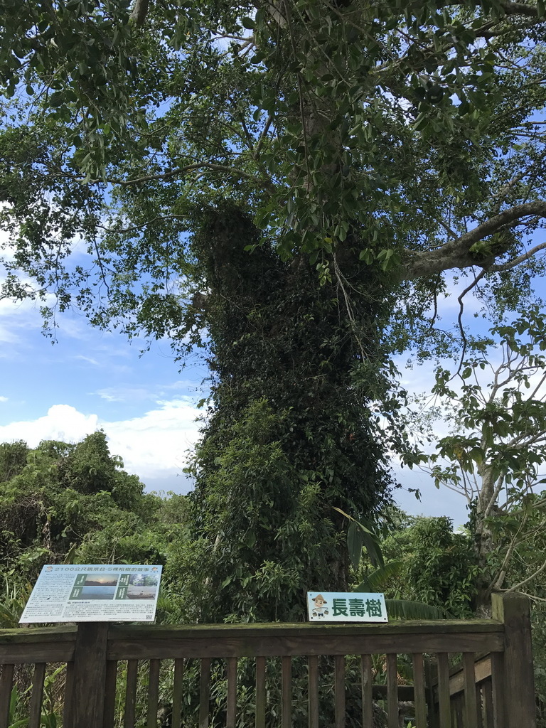 花蓮-米棧古道-長壽樹