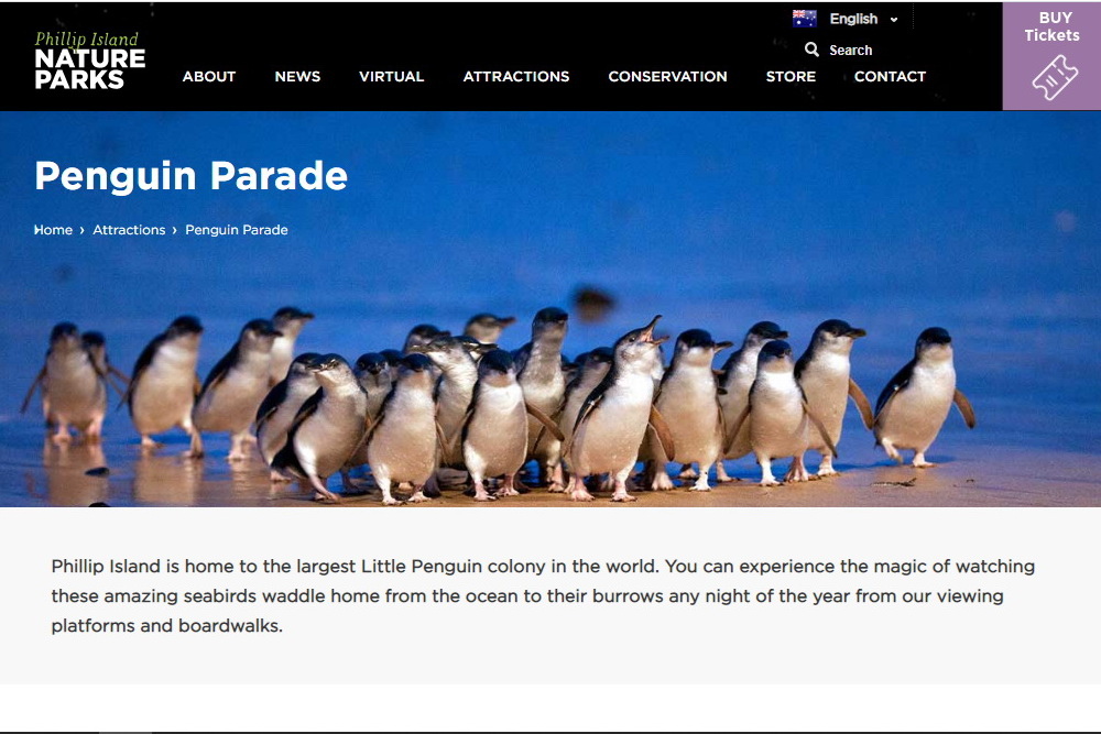 photo of penguin from https://www.penguins.org.au/attractions/penguin-parade/photo-gallery/