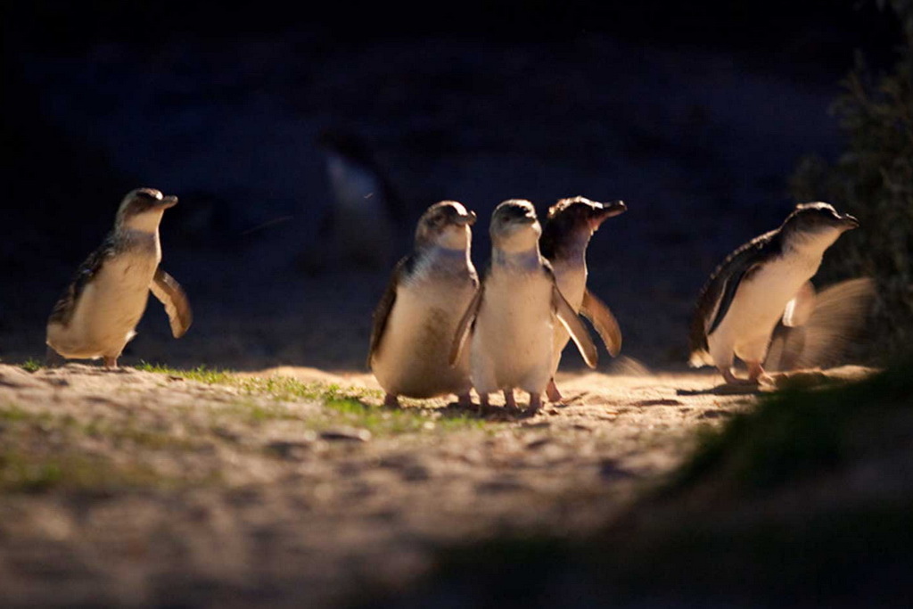 photo of penguin from https://www.penguins.org.au/attractions/penguin-parade/photo-gallery/