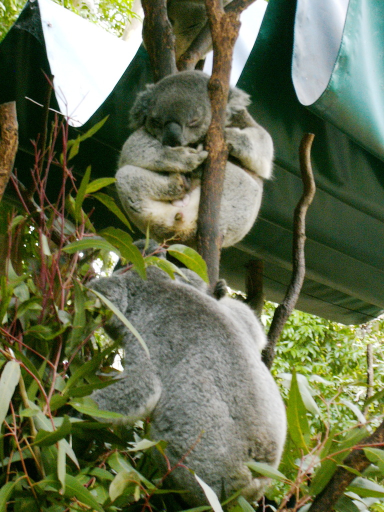 Koala in Koala Park, Sydney