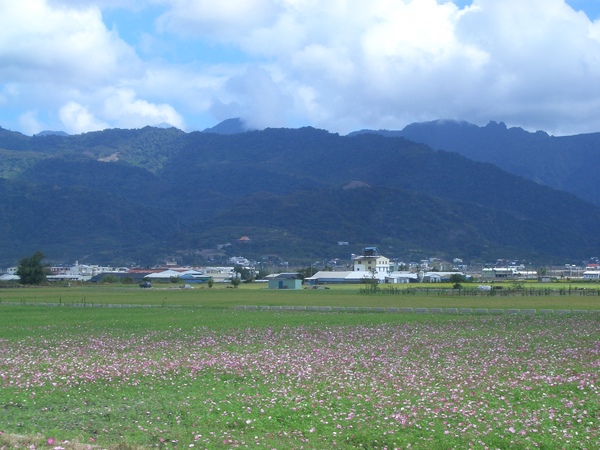 花海隨手拍