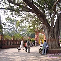 位於菩提迦耶正覺塔入口大門外的紅磚道，有數顆菩提老樹