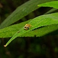 土城桐花公園生態.jpg