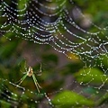 土城桐花公園生態-10.jpg