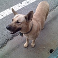 dog beside road