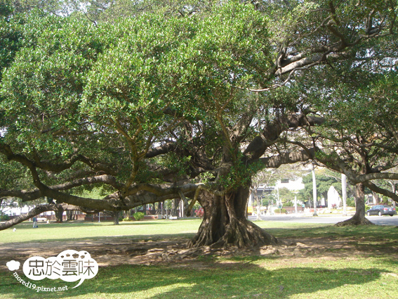 Banyan Garden in NCKU #2-9