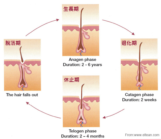 毛髮生長週期.jpg