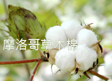 草木棉.jpg 草木棉.jpg