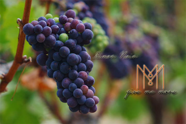 blog size 720x480品酒新手必知的七大葡萄酒品種 Pinor Noir.jpg