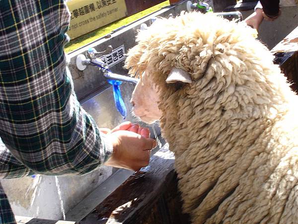 羊也愛喝水喔?