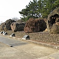 JEJU很多這種自然形成的石頭..是玄武岩