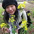 濟州島的油菜花也很有名...不過拍照要錢說