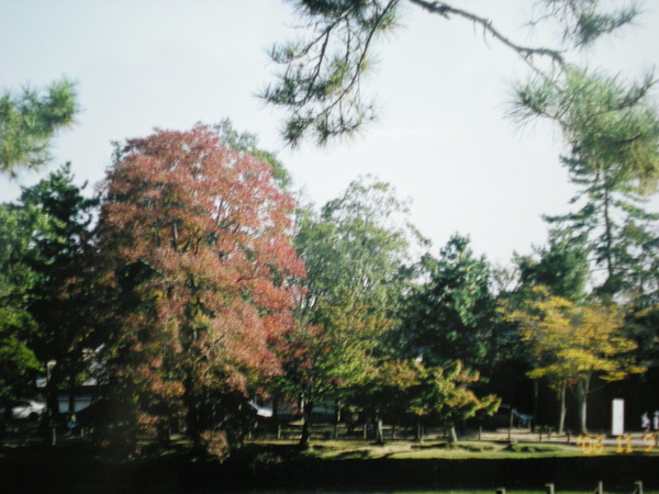 奈良東大寺.秋