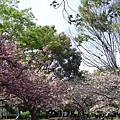 櫻花.春