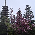 大雲院.春