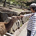 餵梅花鹿