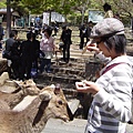 餵梅花鹿