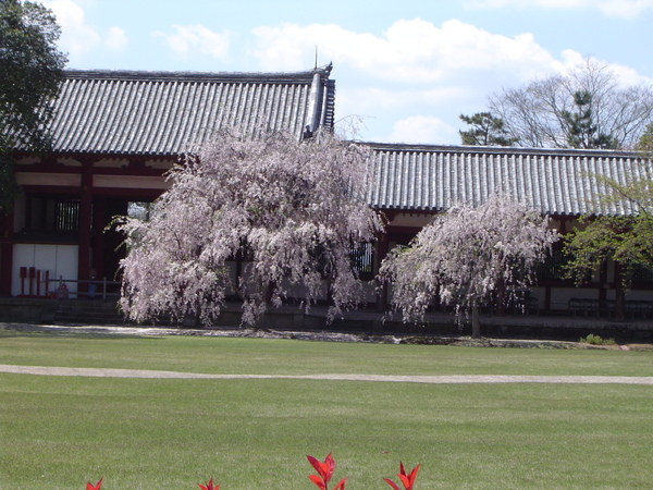 櫻花