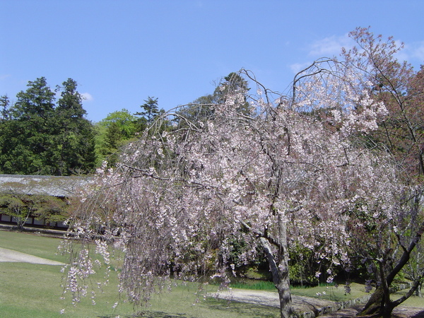 櫻花