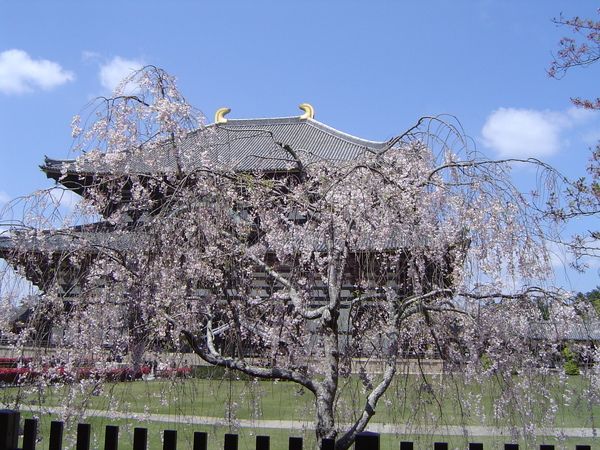 東大寺與櫻花