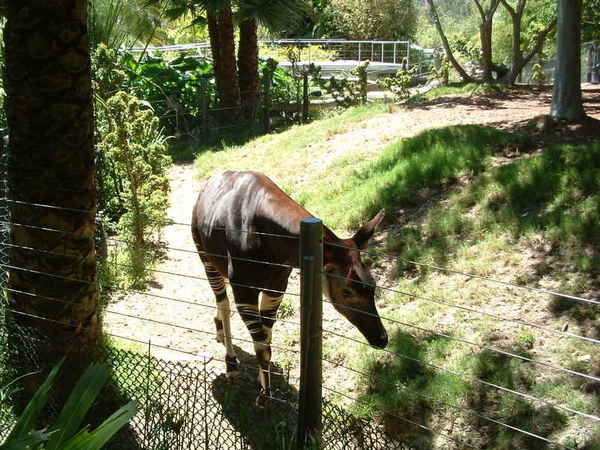 San Diego Zoo