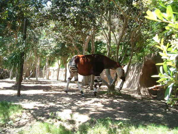 San Diego Zoo