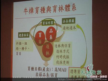 牛樟樹( Cinnamomum kanehirai Hay )選種與育種 牛樟樹( Cinnamomum kanehirai Hay )選種與育種