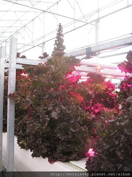 LED植物工廠 LED植物工廠