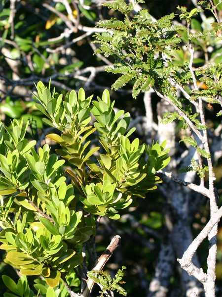 L_43636.jpg L_43636.jpg