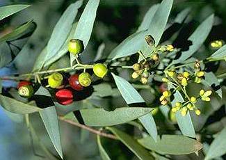 santalum-lanceolatum.jpg santalum-lanceolatum.jpg
