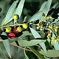 santalum-lanceolatum.jpg