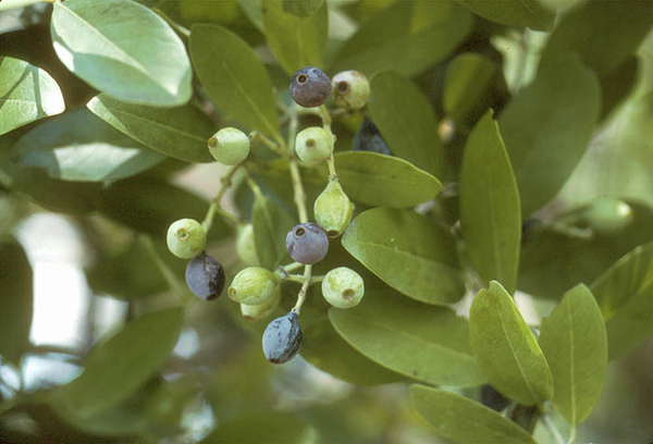 Santalum_pan_frts.jpg Santalum_pan_frts.jpg