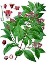 santalum_album.gif santalum_album.gif