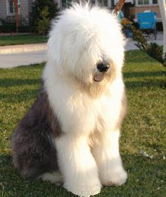 英國古代牧羊犬 英國古代牧羊犬