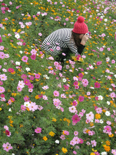 大波斯菊