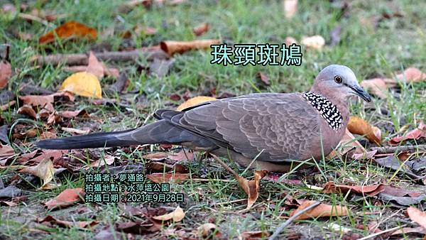 珠頸斑鳩.jpg