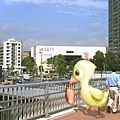 duck in kanakawa001-2拷貝.jpg