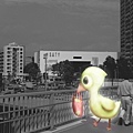 duck in kanakawa002-bw拷貝.jpg