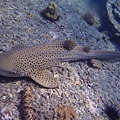 Leopard Shark 豹紋鯊