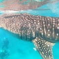 Whale Shark @ Oslob