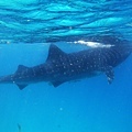 Whale Shark @ Oslob