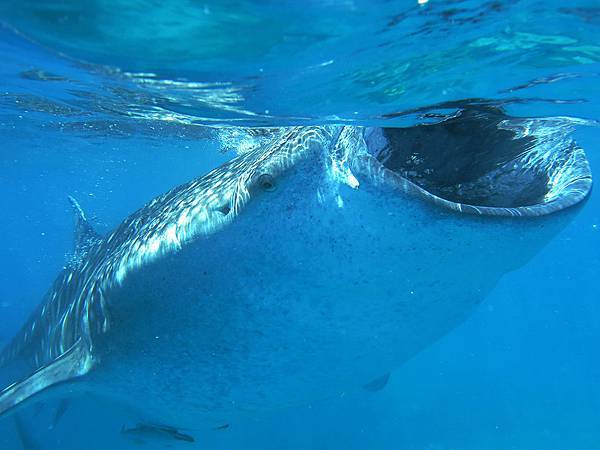 Whale Shark @ Oslob
