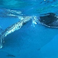 Whale Shark @ Oslob