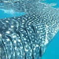 Whale Shark @ Oslob