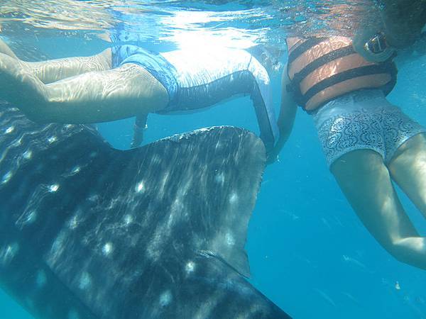 Whale Shark @ Oslob