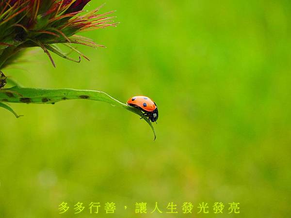 行善1 行善1