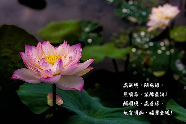 處逆境,隨惡緣,無嗔恚,業障盡消!隨順境,處善緣,無貪嗔痴,福慧全現! 處逆境,隨惡緣,無嗔恚,業障盡消!隨順境,處善緣,無貪嗔痴,福慧全現!