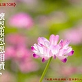 Evy-聖嚴自在語108第三輯-繁_64.jpg