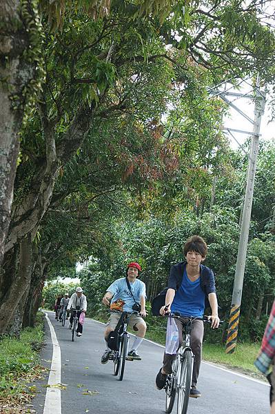 區公所種植樹齡40年的芒果樹隧道