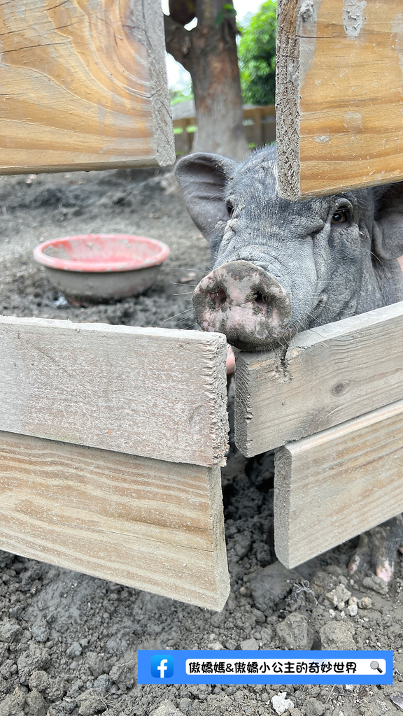 《親子景點》免費餵小小動物/體驗撿雞蛋/親子農場/戶外景點/ 《親子景點》免費餵小小動物/體驗撿雞蛋/親子農場/戶外景點/